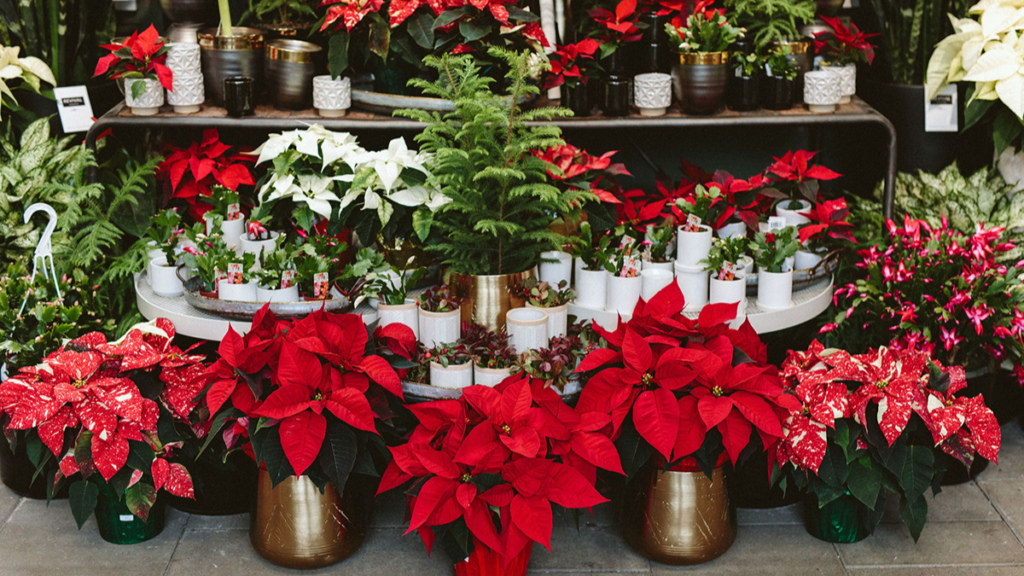 How to Care for Your Christmas House Plants: Christmas Cactus, Amaryllis, & Poinsettias